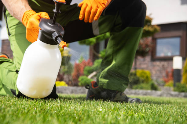 Best Flea Control Services  in Banner Hill, TN